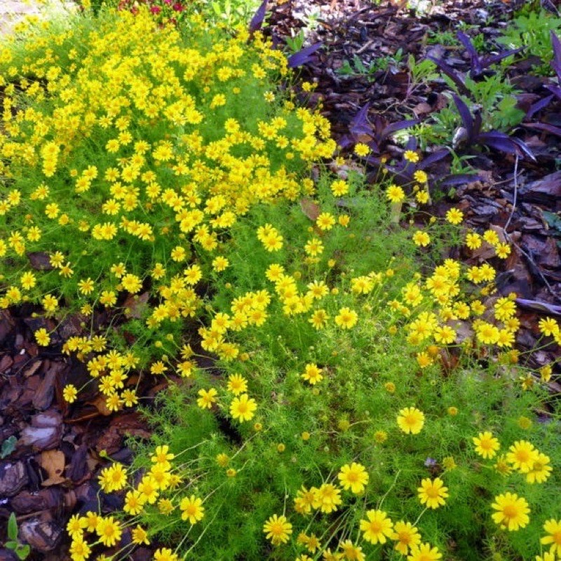 เมล็ดพันธุ์ ดอกดาห์ลเบิร์ก ดอกเดซี่ (Dahlberg Daisy Flower Seed) บรรจุ 50 เมล็ด