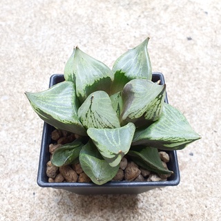 พร้อมส่ง!!ฮาโวเทีย Haworthia hybrid Urahannya จัดส่งแบบล้างราก