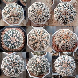 เมล็ดกระบองเพชร สายพันธุ์ แอสโตรวี Astrophytum Super kabuto V type