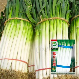 เมล็ดพันธุ์ต้นหอมญี่ปุ่น เมล็ดต้นหอมญี่ปุ่น 2,000เมล็ด Japanese Bunching Onion