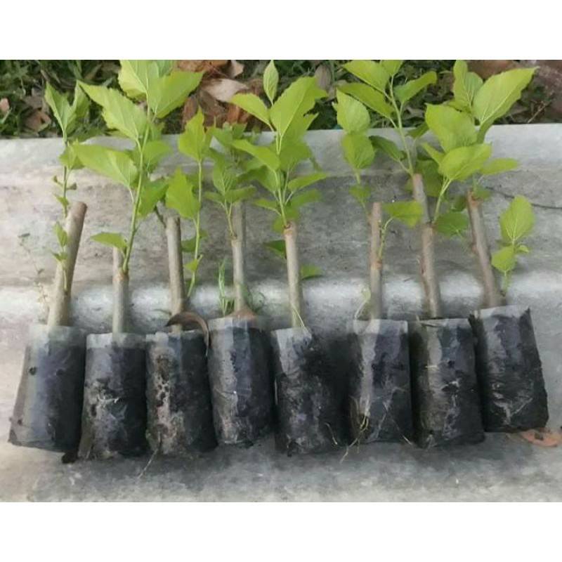 ต้นหม่อนพันธุ์สกลนคร มีราก ใบใหญ่ ทนแล้ง ตัดใบตอนส่ง ต้นละ 40 บาท