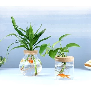 แก้วบอโรซิลิเกตสูงปลูกหม้อ hydroponic พืชขวดแก้วสำนักงานดูนิเวศวิทยาขวดภาชนะตกแต่งประเทศไทยคลังสินค้าจัดส่งตลอด 24 ชั่วโ