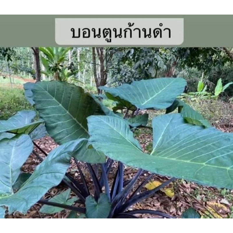 ต้นบอนตูนดำ ภาคใต้( ทานได้ ไม่คัน) ต้นไม้ประดับสวยกินได้