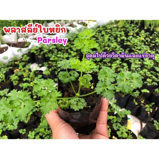 ต้นกล้าพลาสลีย์ใบหยิก (parsley ) ต้นละ 10.-