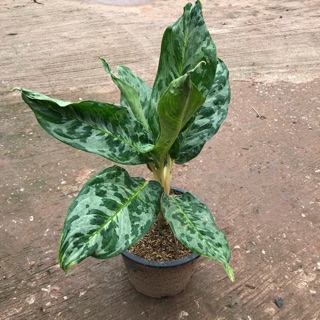 อโกลนีมาพูนทรัพย์ 🌿 Aglaonema sp. ‘Phunsap’