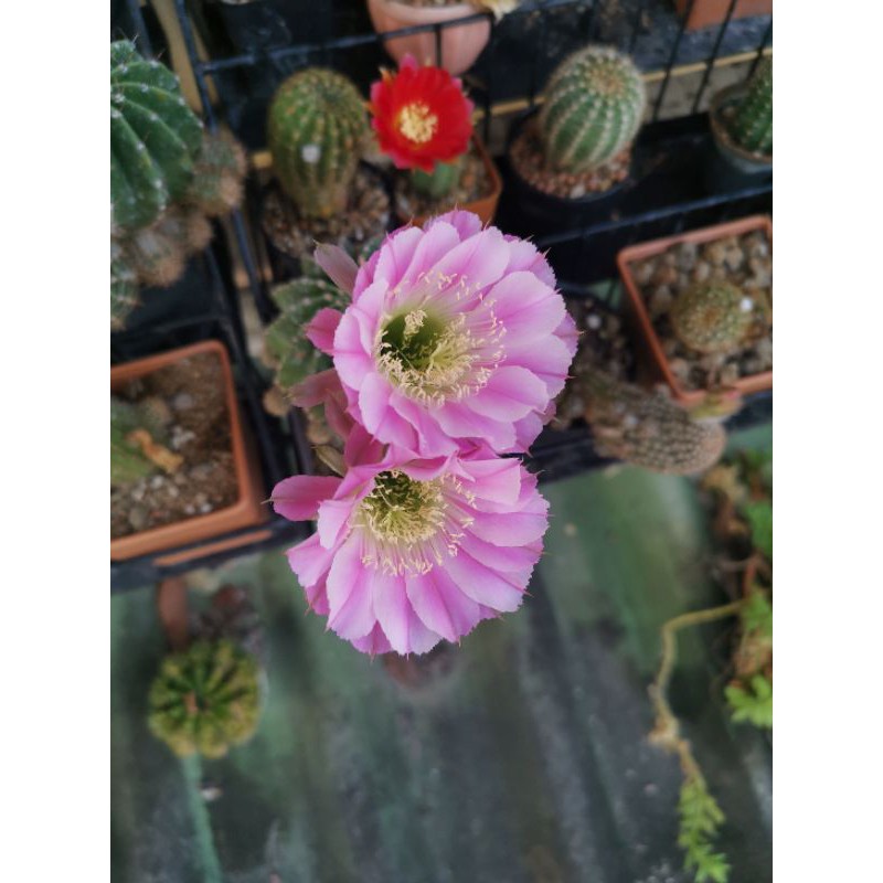 กระบองเพชร  (Cactus)หน่อเด็ดสด อิชินอป ไฮบริด แองเจิ้ล ดอกสีชมพู (Echinopsis Hybrid Angel) 1 ชุด มี