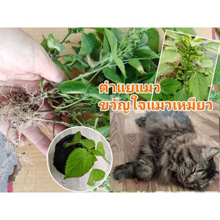 เมล็ดพันธุ์ตำแยแมว/แคตนิป​ 20บาทบรรจุ20กรัมสดใหม่ปลอดสาร