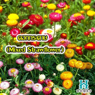 🌸ดอกกระดาษ คละสี (Mixed Strawflower) 🌸 บรรจุ 100 เมล็ด 🌸เมล็ดพันธุ์ดอกไม้