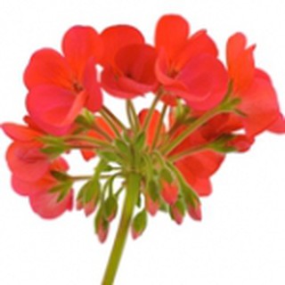 หัวน้ำหอม Geranium 000350 ไม่เร่งเทรซ