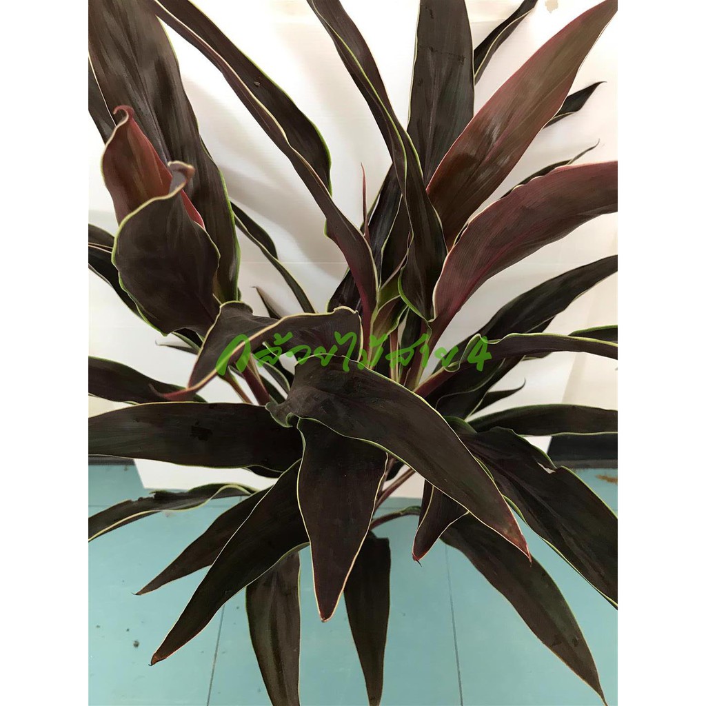 กิ่งหมากผู้หมากเมีย สีช็อคโกแลตขอบเขียวขาว 5 กิ่ง ความยาว 60 ซม. - รูปที่ 2