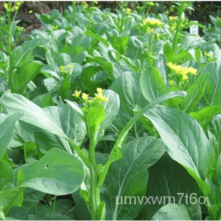 Benih Sawi Bunga / Hong Kong Choy Sum Seeds /  (600  Biji ) (not  plants)向日葵/内裤/裙子/种子/男装/上衣/苹果/儿童/手链/木瓜/ PD49