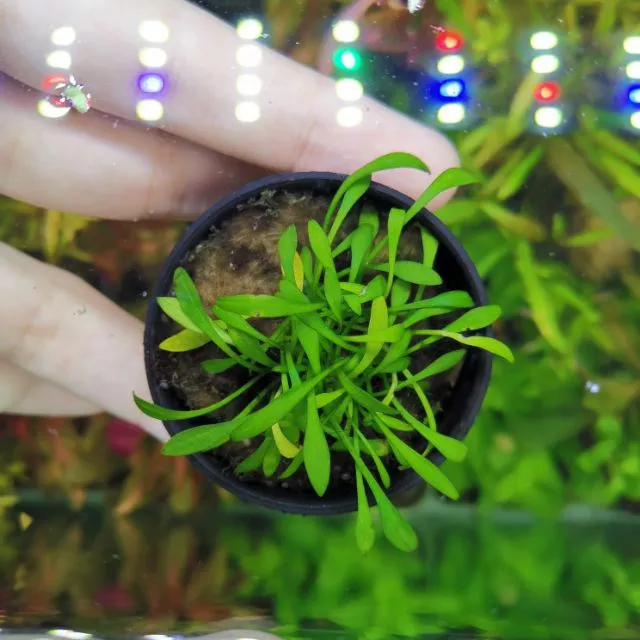 Cryptocoryne​ pava mini คริป พาวา- พาวามินิ ต้นไม้น้ำพร้อมปลูก ต้นไม้ตกเเต่งตุ้ปลา(กรุณ่อ่านรายละเอียดก่อนสั่ง)