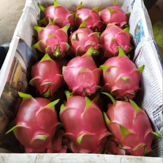 แก้วมังกร เนื้อขาว Dragon fruit