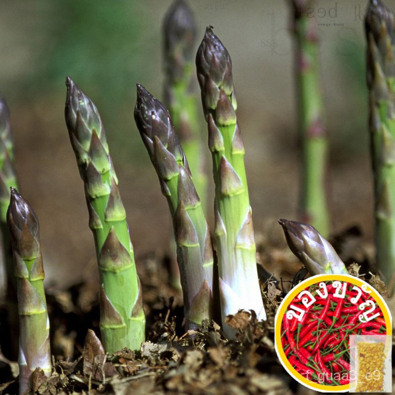 15-asparagus-seeds-garden-seeds-non-gmo-vegetable-seeds-for-planting
