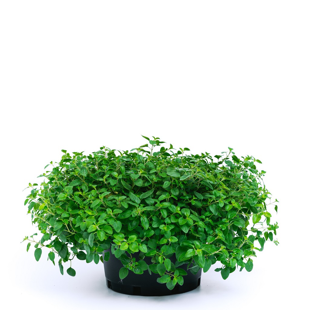 ต้นออริกาโน ออร์แกนิค Organic Oregano กระถาง 11 นิ้ว