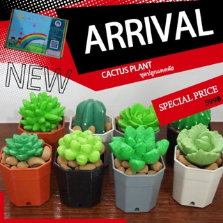 ชุดของเล่นปลูกแคคตัส (Cactus toy set)​