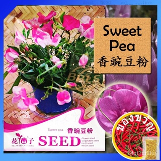 A140 SWEET-PEA FLOWER GODDESS VEGETABLE FLOWER FRUIT HERB SEEDแอปเปิ้ล/ผักชี/พาสต้า/แม่และเด็ก/กุหลาบ/กางเกง/กระโปรง/บ้า