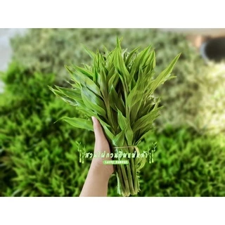 ไผ่กวนอิม ต้นตรง (มัดละ 20 ต้น) สูง 30-35 ซม. จากโคนถึงปลายยอด
