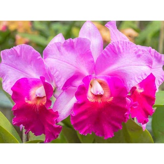 30 เมล็ดพันธุ์ เมล็ดกล้วยไม้ แคทลียา (Cattleya Orchids) Orchid flower seeds อัตราการงอก 80-85%