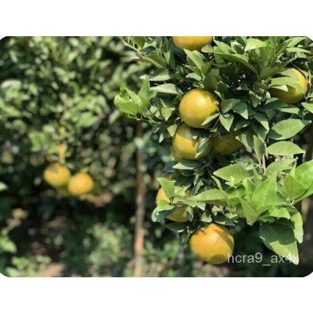 ขายดี เมล็ด 2022ต้นส้ม พันธุ์ ส้มเขียวหวาน บางมด ลำต้นสูง 60-80 ซม (ทาบกิ่ง) พร้อมให้ผลไว ลำต้นใหญ่แข็งแรง สายพันธุ์แท้