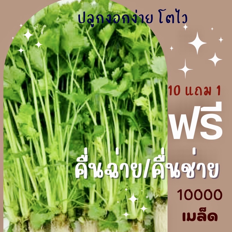 เมล็ดพันธุ์ คื่นช่าย คื่นฉ่าย 10,000 เมล็ด ราคาถูก ปลูกง่าย ปลูกไว้ทานกินเอง ซื้อ10แถม1 คละได้