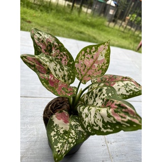 ต้นอัญมณีแดง หรือ อโกลนีมา (Aglaonema )