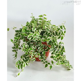 MC - FICUS PUMILA / CREEPING FIG Xue ลาย | Live Plant内裤/园艺/向日葵/香菜/儿童/通心菜/文胸/男装/玫瑰/鲜花/ E5F1