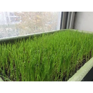 เมล็ดหญ้าทิโมธี Timothy อัลฟาฟ่า Alfalfa 30กรัม ปลูกหญ้าที่บ้านสำหรับให้เต่ากิน อาหารเต่าบก