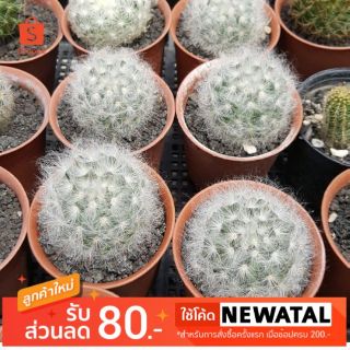 กระบองเพชร แคคตัส แมมขนแมว mammilaria