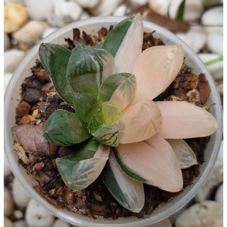 Haworthia  ฮาโวเทีย ไม้อวบน้ำ