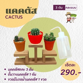 ต้นกระบองเพชร (Cactus Set for Beginners) โปรแคคตัสจัดเซ็ท สำหรับผู้เริ่มต้น