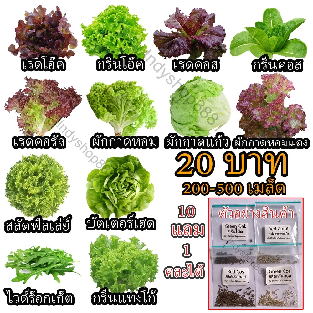 เมล็ดผักอินทรีย์ เมล็ดพันธุ์ผักสลัด เมล็ดผักสลัด 200-300 เมล็ด 20 บาท [10 แถม 1 คละได้]