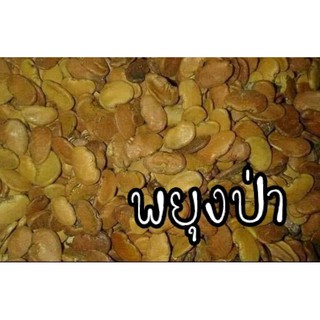 เมล็ดพันธุ์พยุงป่า50บาท