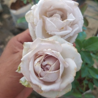 กุหลาบพุ่ม"Lamar rose"หอมแรง สีขาวอมเทา อมม่วง เลี้ยงง่าย