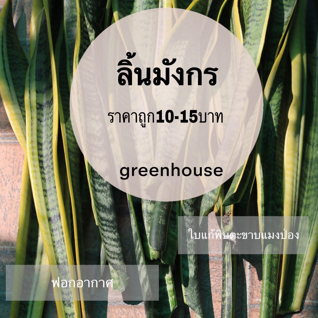 ไม้มงคล ลิ้นมังกร ราคาถูก ฟอกอากาศ | Shopee Thailand