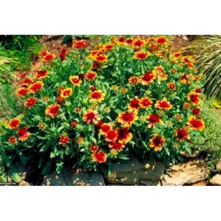 ถูก ใหม่ สายพันธุ์1แพ็ค ดอกเดือนฉาย (Gaillardia Blanket flower Red &amp;Yellow) บรรจุ  ต้นไม้ฟอกอากาศปลูกผักสวนสมุนไพรพัน HU