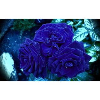 25 เมล็ด เมล็ดกุหลาบ สีน้ำเงิน ดอกใหญ่ กุหลาบ  Rose seeds