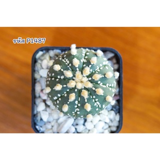 แคคตัส แอสโตรไฟตัม แอสทีเรียส ตุ่มขนฟูๆ (Astrophytum asterias)