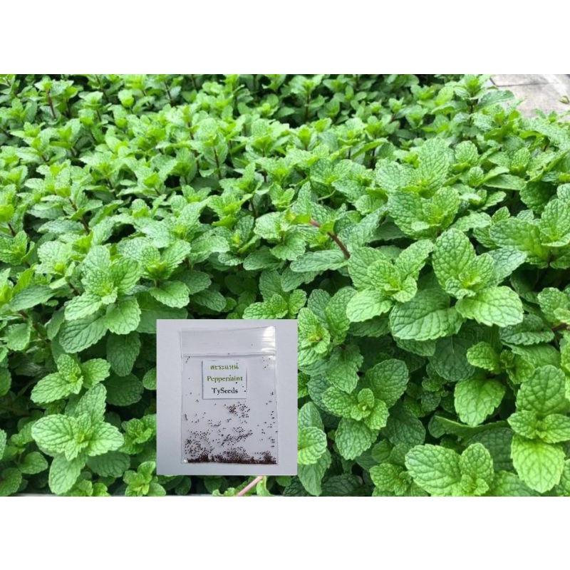เมล็ดพันธุ์ สะระแหน่ 0.02 g. (ประมาณ 150 เมล็ด) [10แถม2]คละได้