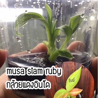 🔥 ไม้เนื้อเยื่อ:กล้วยแดงอินโด ไม้แรร์นิยม Musa Siam Ruby ส่งฟรี‼️