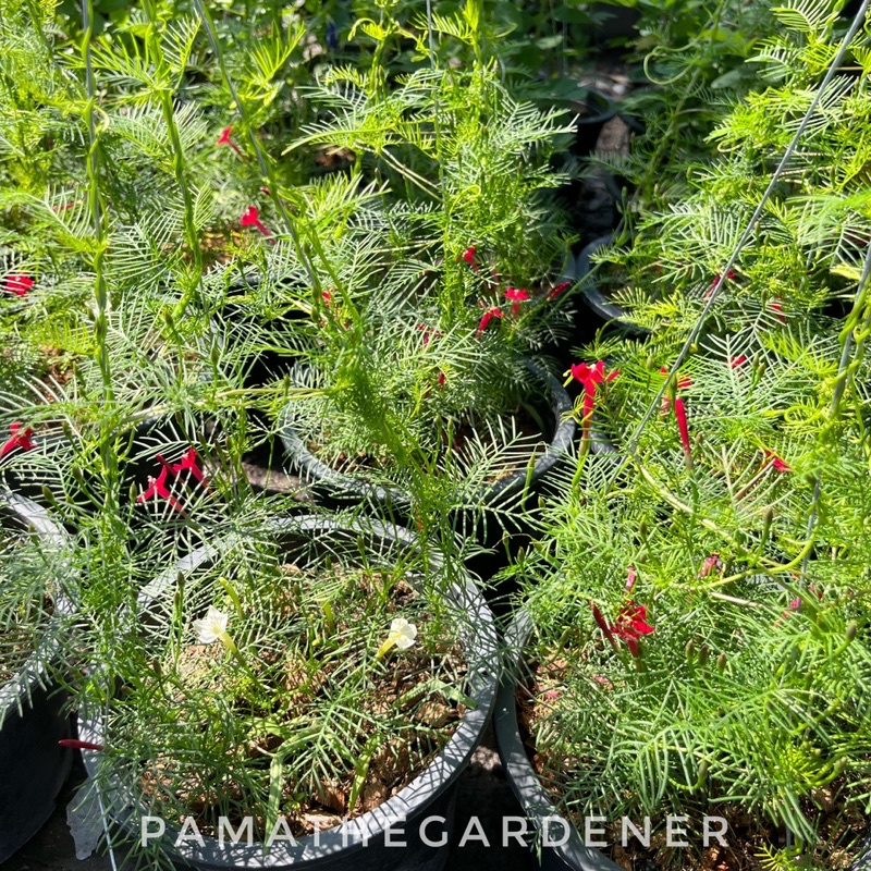 ต้นดาวนายร้อย ไม้เลื้อย มีดอกสวย มาในกระถาง