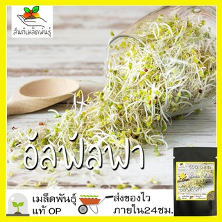 เมล็ดพันธุ์ อัลฟัลฟา 500 เมล็ด Alfalfa seeds เมล็ดพันธุ์แท้ นำเข้าจากต่างประเทศ ปลูกผัก สวนครัว ปลูกง่าย โตไว