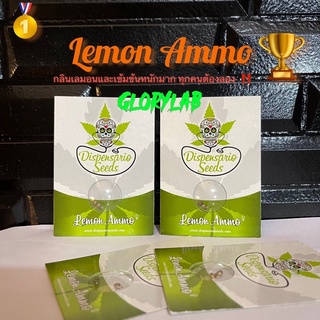 เมล็ด กัญชา เมล็ดค่าย พันธุ์ Lemon Ammo(โฟโต้) ปลูกง่าย✅Cannabis Seeds จาก Dispensario ได้รับรางวัล💯🏆 ของแท้ทุกเม็ด💯