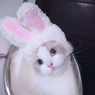 หมวกแมวน้องกระต่าย แฟชั่นน้องแมว สวยน่ารัก พร้อมส่ง