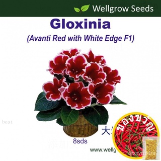 Flower Seeds : Gloxinia Avanti Red With White Edge F1 (8sds) 大岩桐:Avatar ชุด (สีแดงขอบสีขาว) กุหลาบ/ผักกาดหอม/คื่นฉ่าย/เม