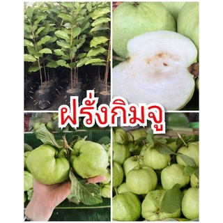 ฝรั่งกิมจู รสชาติหวานกรอบเนื้อฟู ต้นพันธุ์ตอนกิ่งสูง 40-50 ซม.แข็งแรงพร้อมปลูก 6 เดือนติดผล รับประกันพันธุ์แท้ 100%