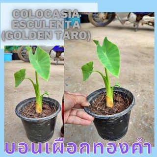 Colocasia Gold Taro ต้นบอนเผือกทองคำ น่าสะสม 1 ต้น จัดส่งไปพร้อมกระถาง บอนเผือกทองคำ ชำลงกระถางจนแตกราดีแล้ว เป็นต้นไม้น