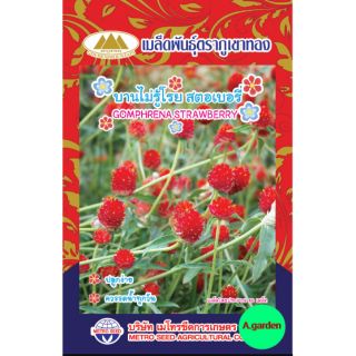 เมล็ดพันธุ์ดอกบานไม่รู้โรย สตอร์เบอร์รี่ แพ็ค 10 ซอง