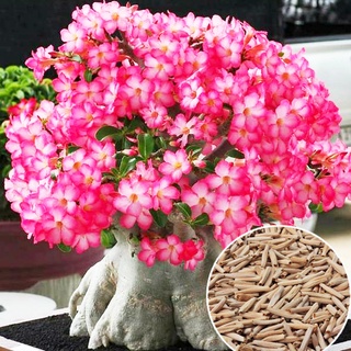ชวนชม🌺🎯ถูกที่สุด9บาท🎯เมล็ดพันธุ์ชวนชม 1 เมล็ด🌺ปลูกง่าย🌱รากใหญ่🌱ดอกดกสวย