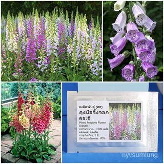 （อัตราการงอก 90%）เมล็ดพันธุ์ ดอกถุงมือจิ้งจอก คละสี (Mixed Foxglove Flower Seed) 1000 เมล็ด ค/เมล็ด ผัก ปลูก สวนครัว คละ